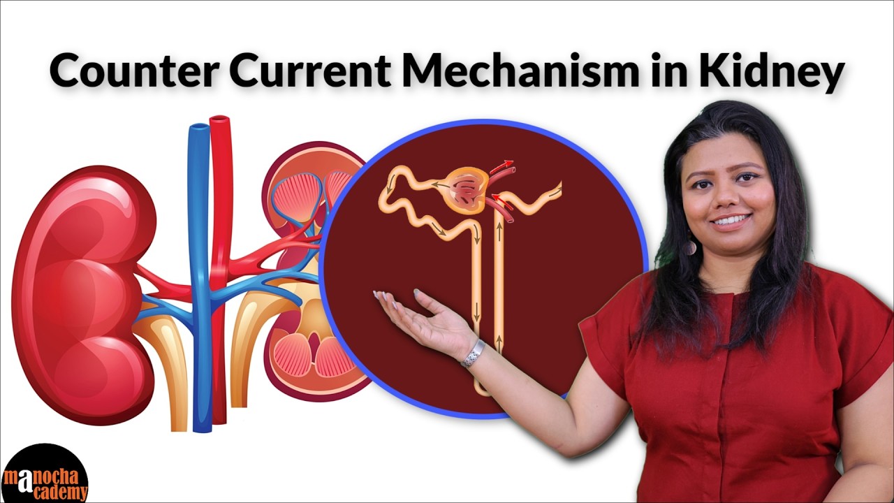 Counter Current Mechanism in Kidney Physiology