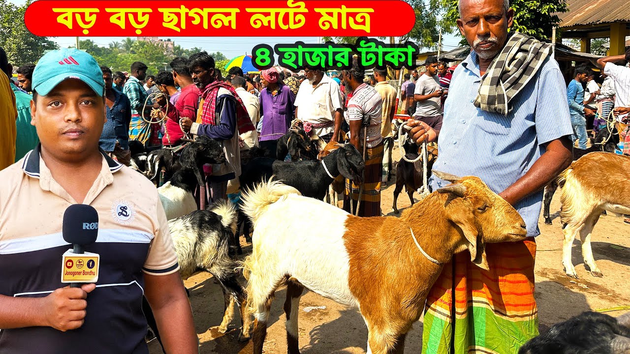 বড় বড় ছাগল লটে মাত্র ৪ হাজার টাকা করে | ঝিকরগাছা ছাগলের হাট |  Jonogoner bondhu