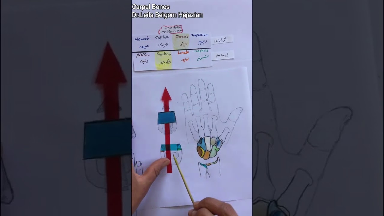 استخوان کارپال