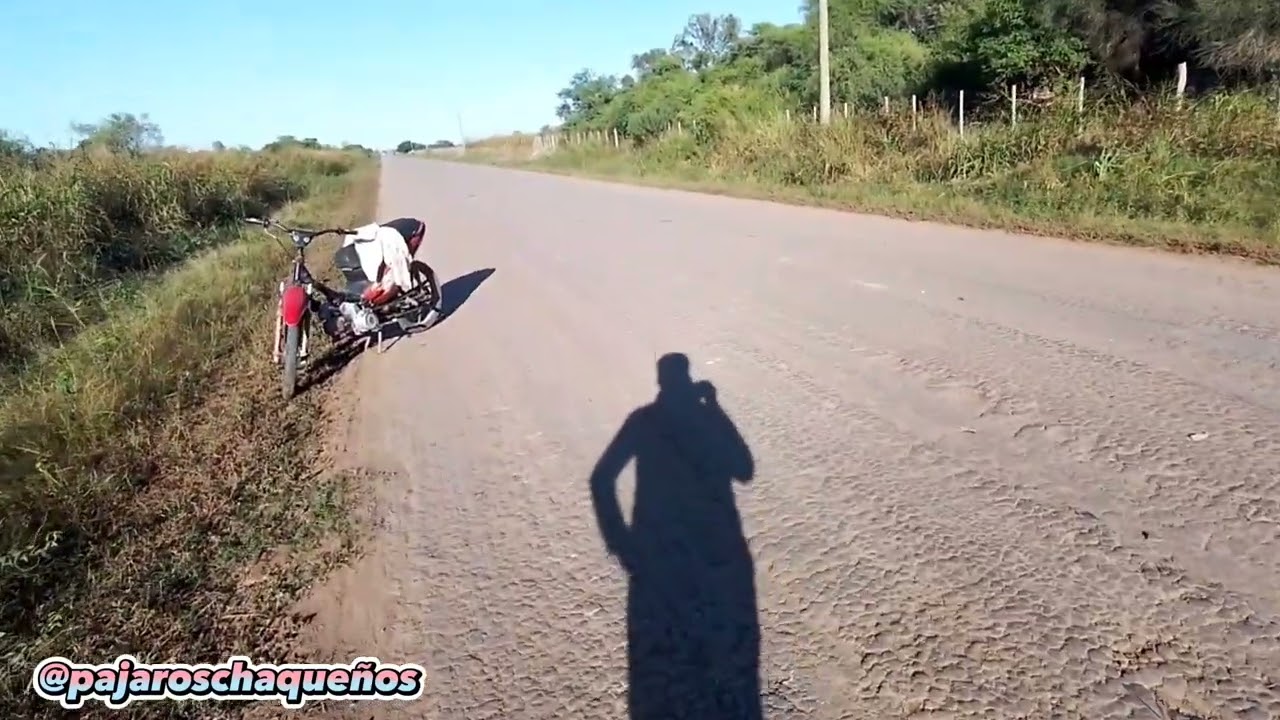 Día de caza, inesperada captura 😱 (cardenal, reina mora)