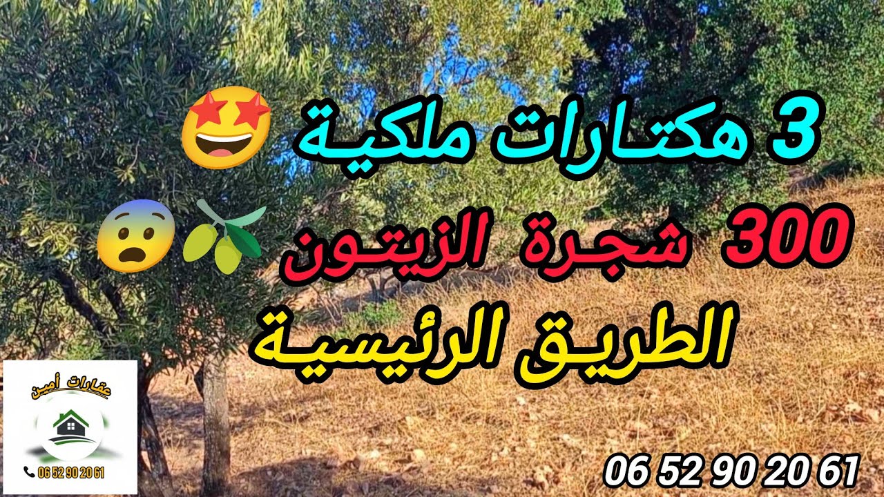 2026-1-25 : أرض ملكية 3 هكتارات على الطريق الرئيسية ، 300 زيتونة 🫒 . الهاتف : ☎️ 0652902061