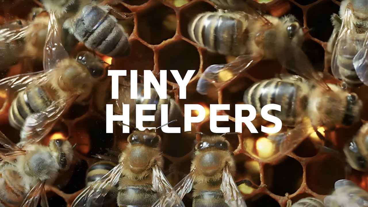 Children Of The Sun: The Unknown World of Butterflies And Bees