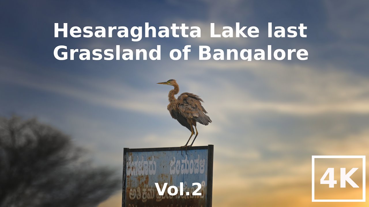 Hesaraghatta Lake last Grassland of Bangalore Vol Two | Bird watching near Bangalore | Kavi Vlogs