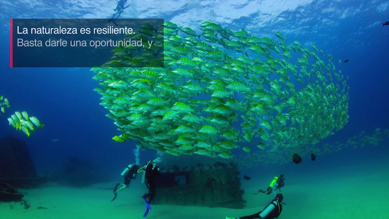 Tangible. Cabo Pulmo : El verdadero acuario del mundo