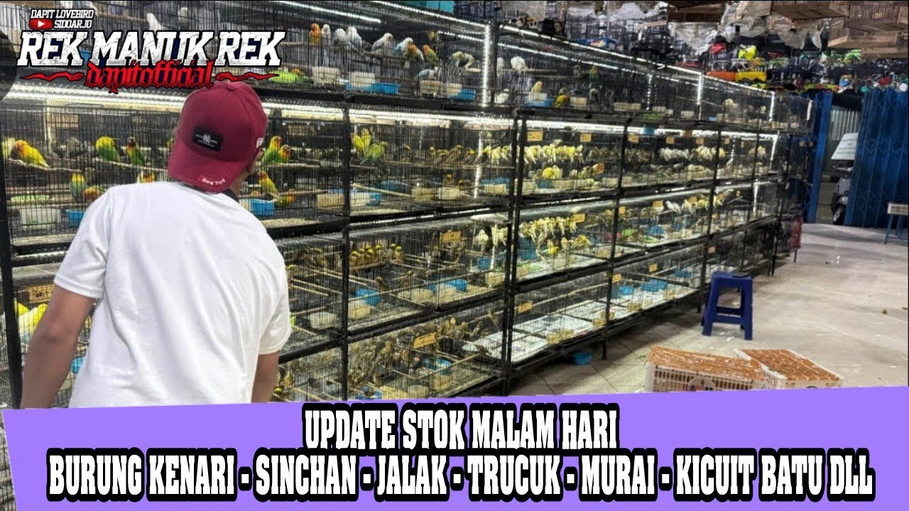 UPDATE STOK MALAM HARI !!! BURUNG KENARI - SINCHAN - JALAK - TRUCUK - MURAI - KICUIT BATU DLL