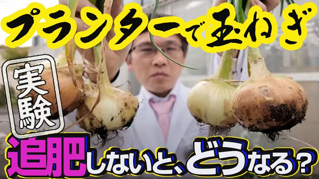 【花ごころ研究室】実証！プランターで玉ねぎ栽培するのに、追肥って必要？