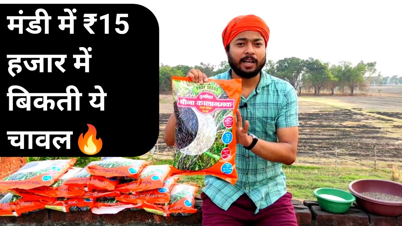 काला नमक धान की खेती🔥Kala Namak dhaan ki kheti | Kala Namak Rice Farming | Kala Namak seeds online