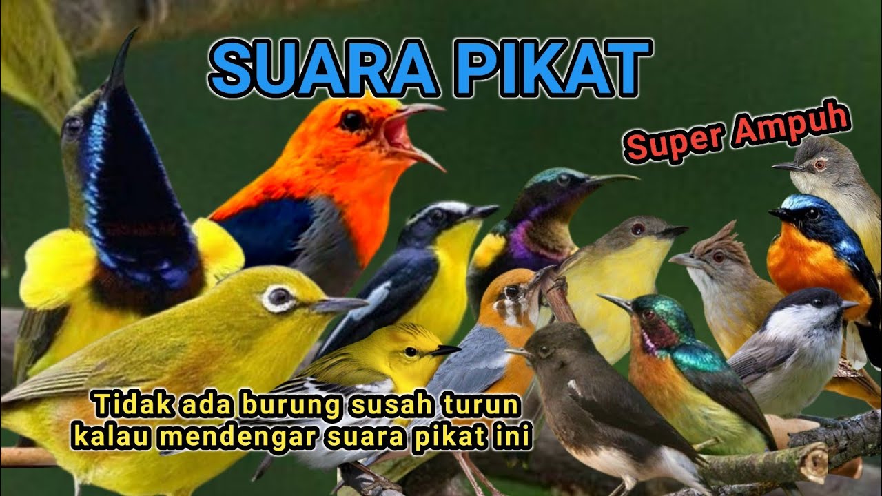 SUARA PIKAT BURUNG KECIL YANG SUSAH TURUN