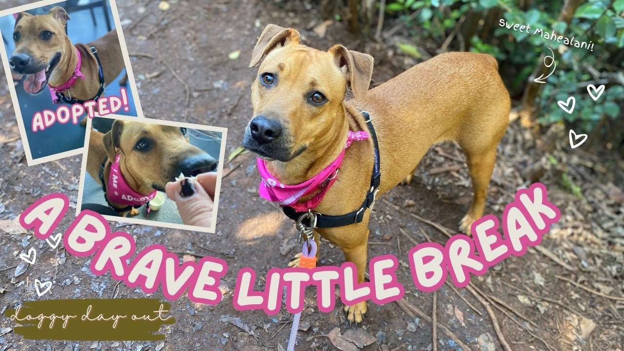 DOGGY DAY OUT 🐾: helping a shy shelter dog be brave-meet Mahealani!