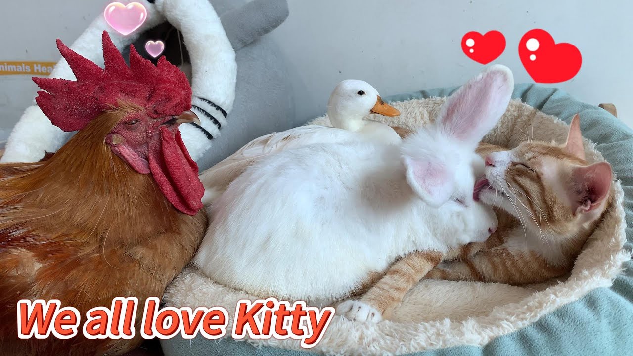 Under the leadership of the cat, the duck, hen, puppy and rabbit became a family. So cute and funny!