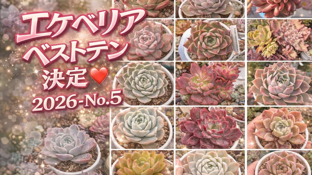 【多肉植物】エケベリア私のベストテン❣️AIにも聞いてみた❣️