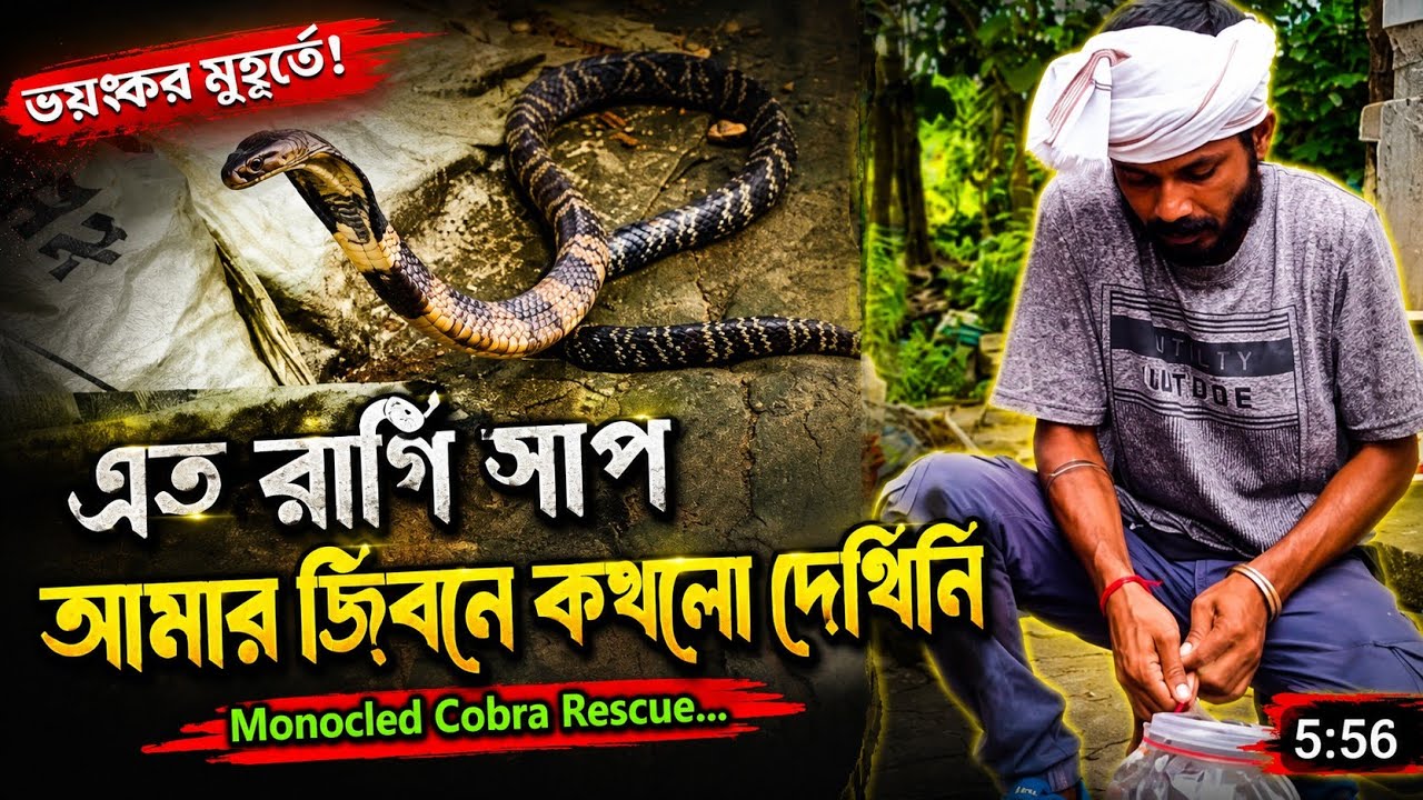“ভয়ংকর মুহূর্ত! ফণা তোলা কাল কেউটে সাপ উদ্ধার |  Cobra Rescue In Village |#wildliferescue  Indian