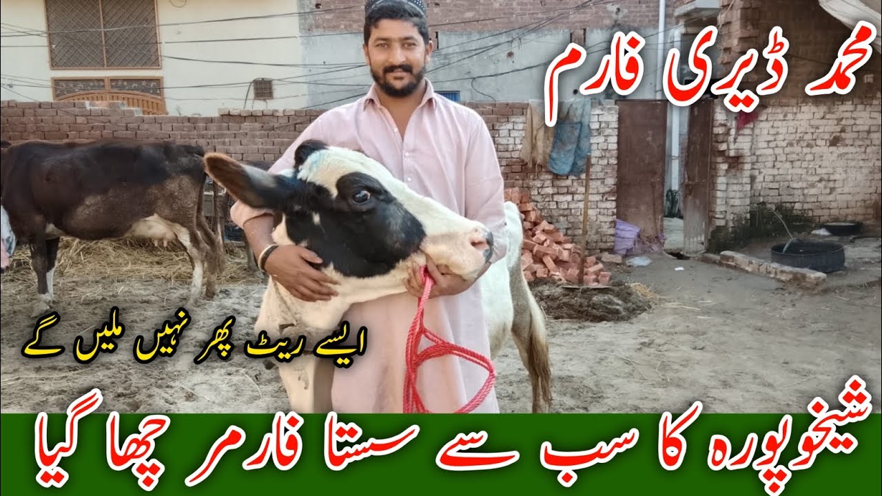 شیخوپورہ ڈیری فارم وزٹ | Jersey Fresian Cross گائے قیمت اور دودھ
