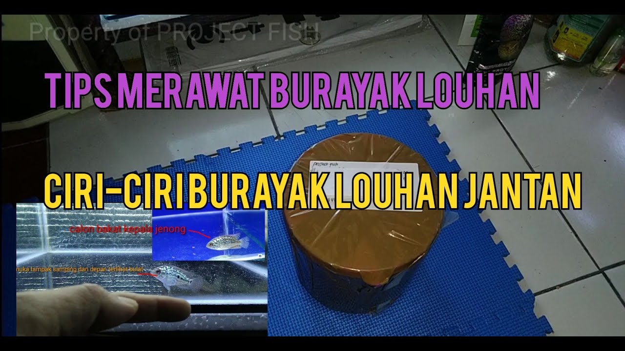 Unboxing Burayak Louhan Kamfa F2 Lomba Progress | Hi.Breed