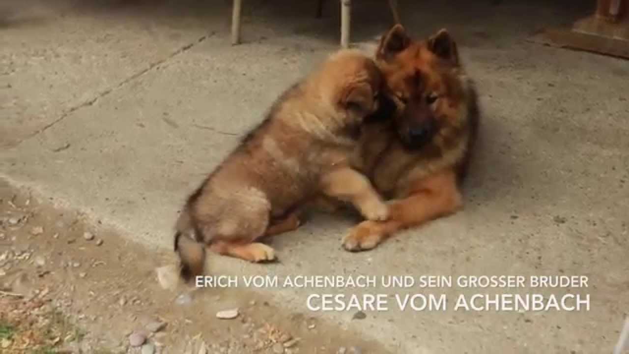 Zuchtgemeinschaft für Eurasier präsentiert: Das Leben ist einfach umwerfend ... schön!