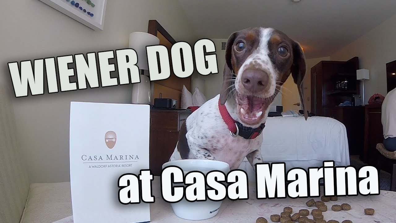 WIENER DOG at Casa Marina Key West | HELLOMYNAMEISTONY