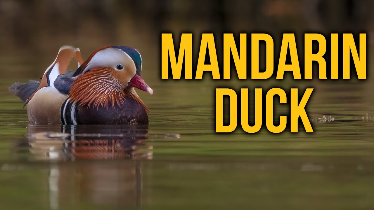 The Mandarin Duck ~ IRISH WILDLIFE PHOTOGRAPHY