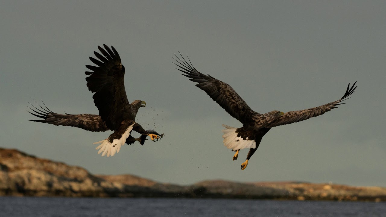 White-tailed eagles in Flatanger, Norway - high speed video & stills