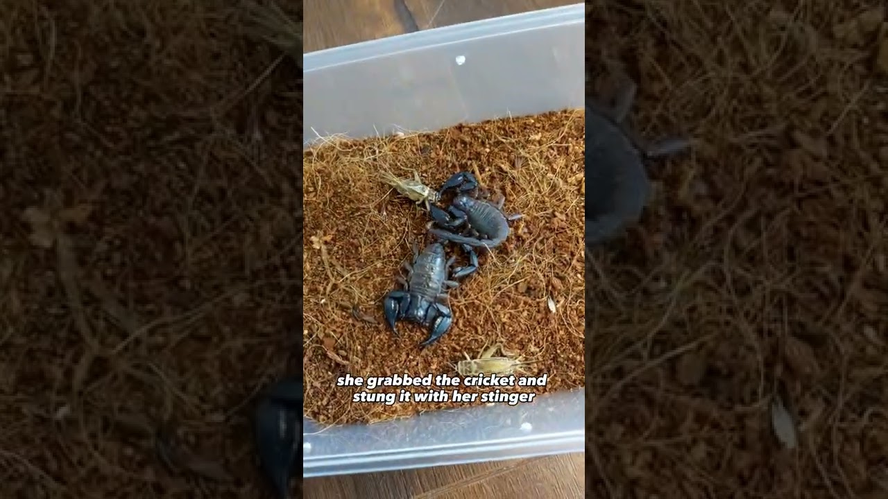 Feeding scorpion 🦂🦂🦂 #shorts