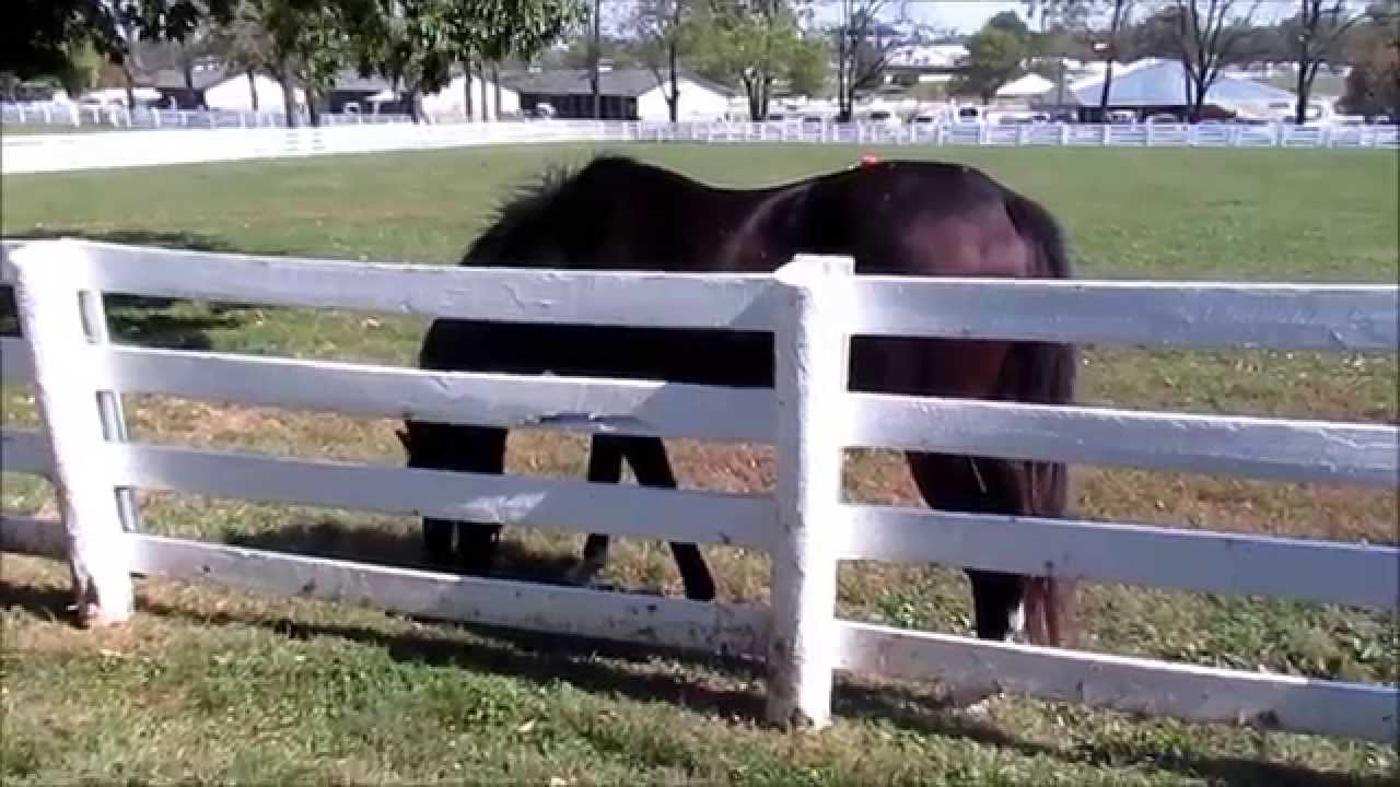 CIGAR'S  Last Day at The Kentucky Horse Park Two (Good Camera)