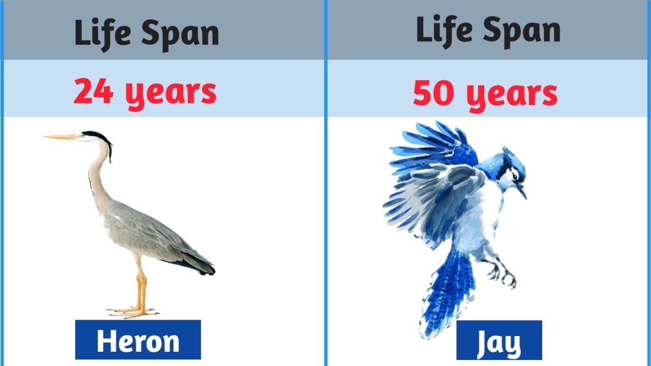 Life span of different birds | Average age of birds