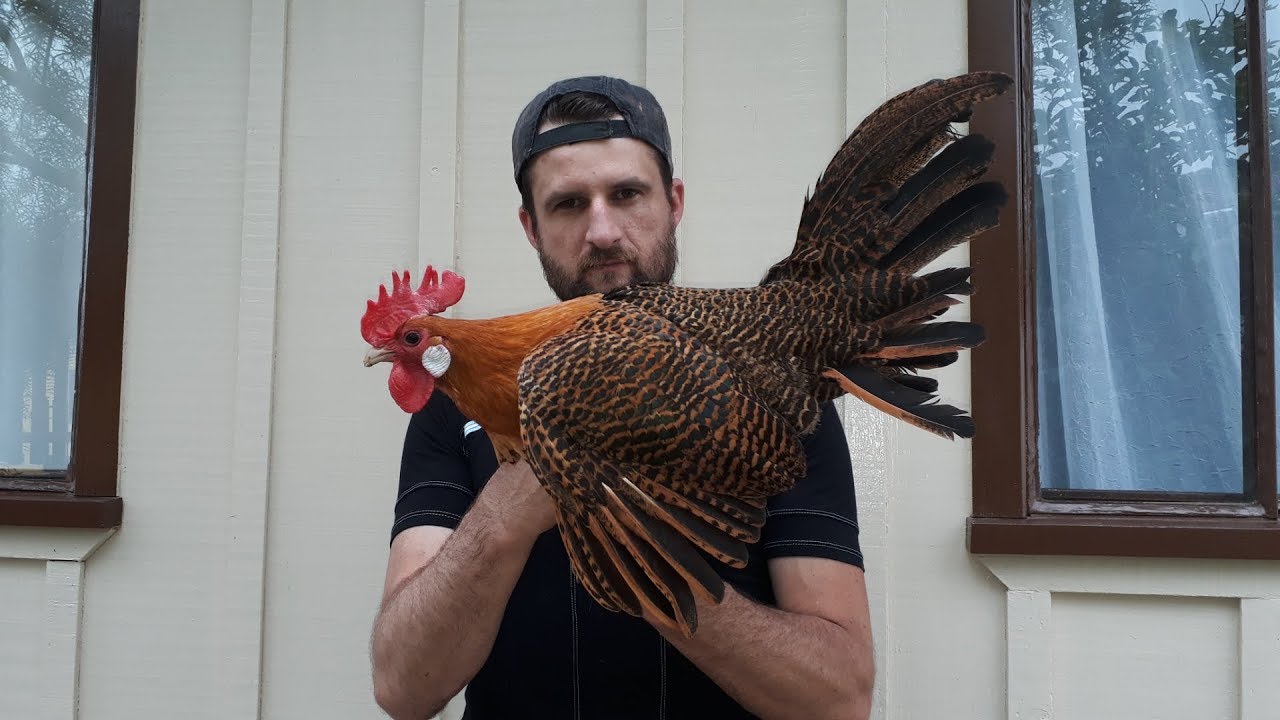 Nosso plantel de campines prata e dourado 🐓🐓🐓🐓🐓🐓