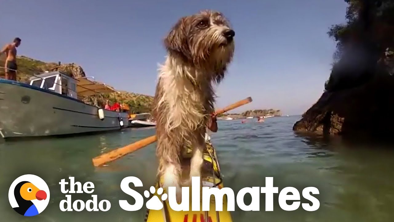 Guy Kayaking Across The Ocean Meets A Stray Dog | The Dodo Soulmates