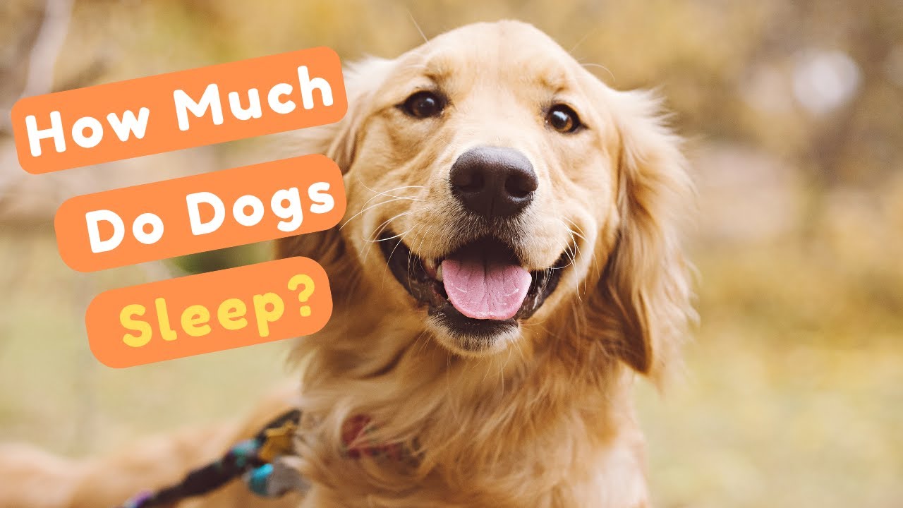 🛌 How Much Do Dogs Sleep? Puppy, Adult & Senior Dog Sleep Explained! 🐶