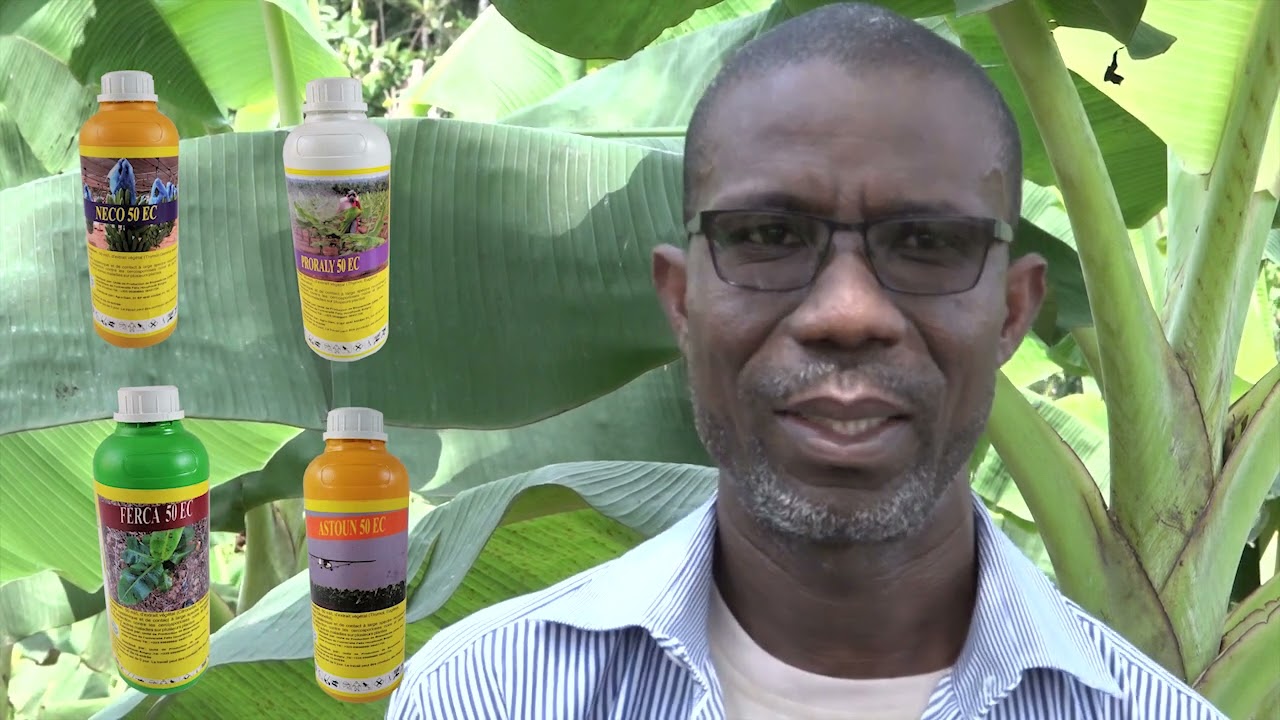 BIO-PESTICIDES pour le contrôle des parasites foliaires  en cultures de bananiers.