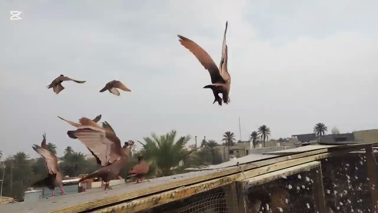 يوميات صطح 