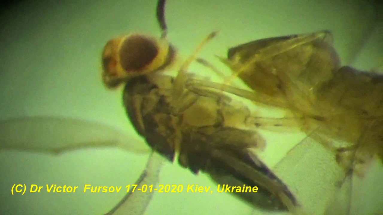 Unique Parasitoids: Mymaridae, Encyrtidae, Aphelinidae, Trichogrammatidae in DR Congo, Africa.