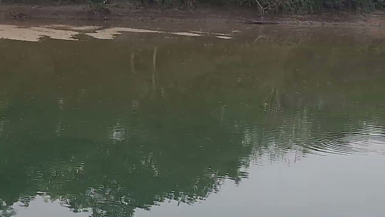 The Bifurcation @Pilibhit Tiger Reserve, UP.....#network of canals