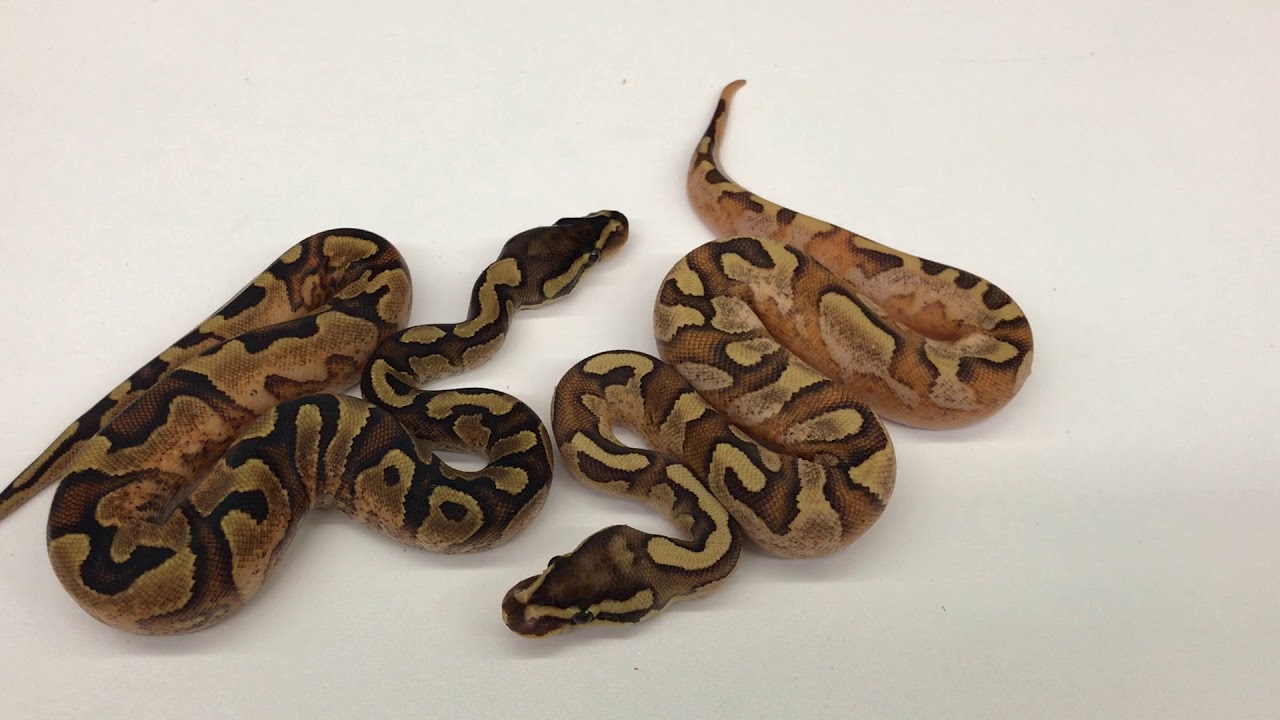 2018 Ball Pythons #10  Clownin' around with Bamboos and other stuff!