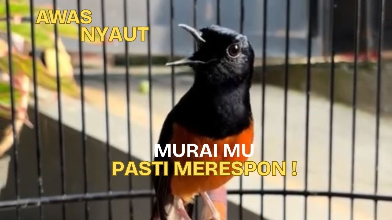 TERAPI DAN PANCINGAN MURAI BATU PASTI NYAUT !