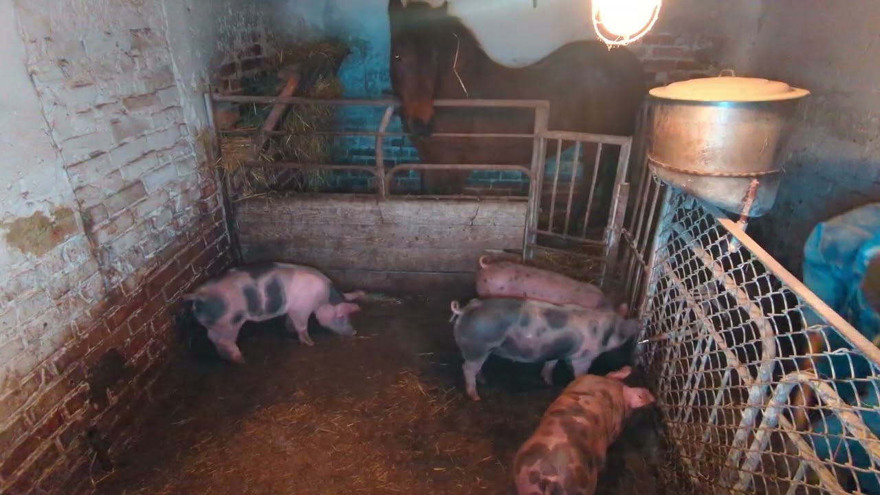 ‼️‼️‼️Господарство знову живе 🐷✨ | Початок відновлення ⭐ Купив перших поросят🐖🐖🐖