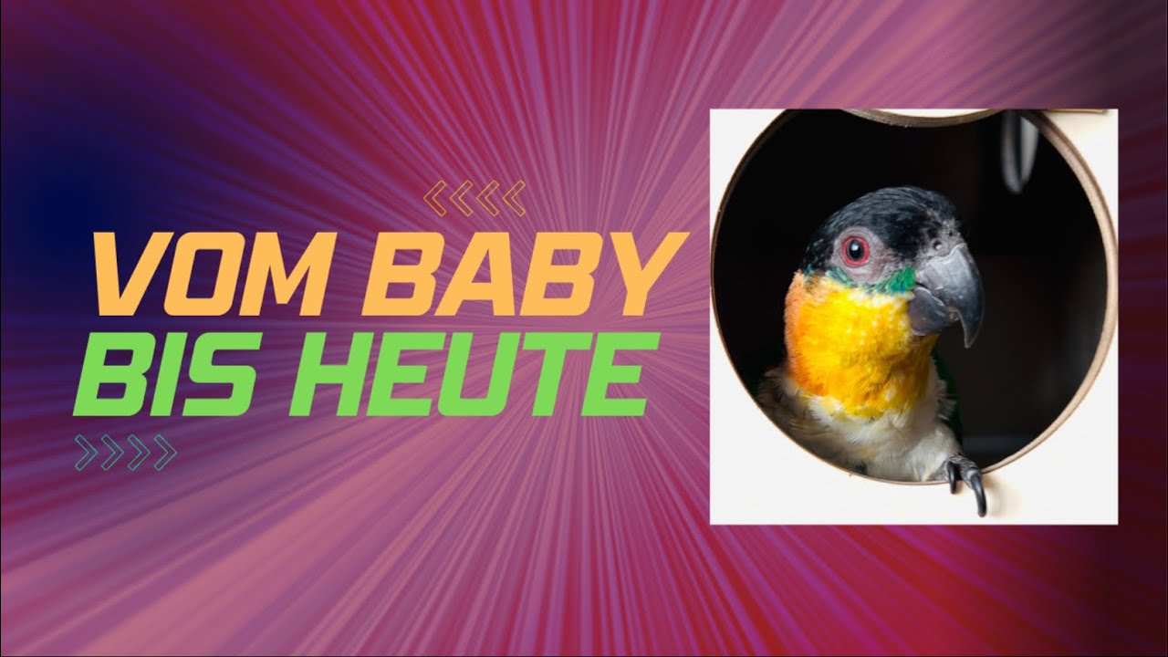 Baby Papagei wird erwachsen