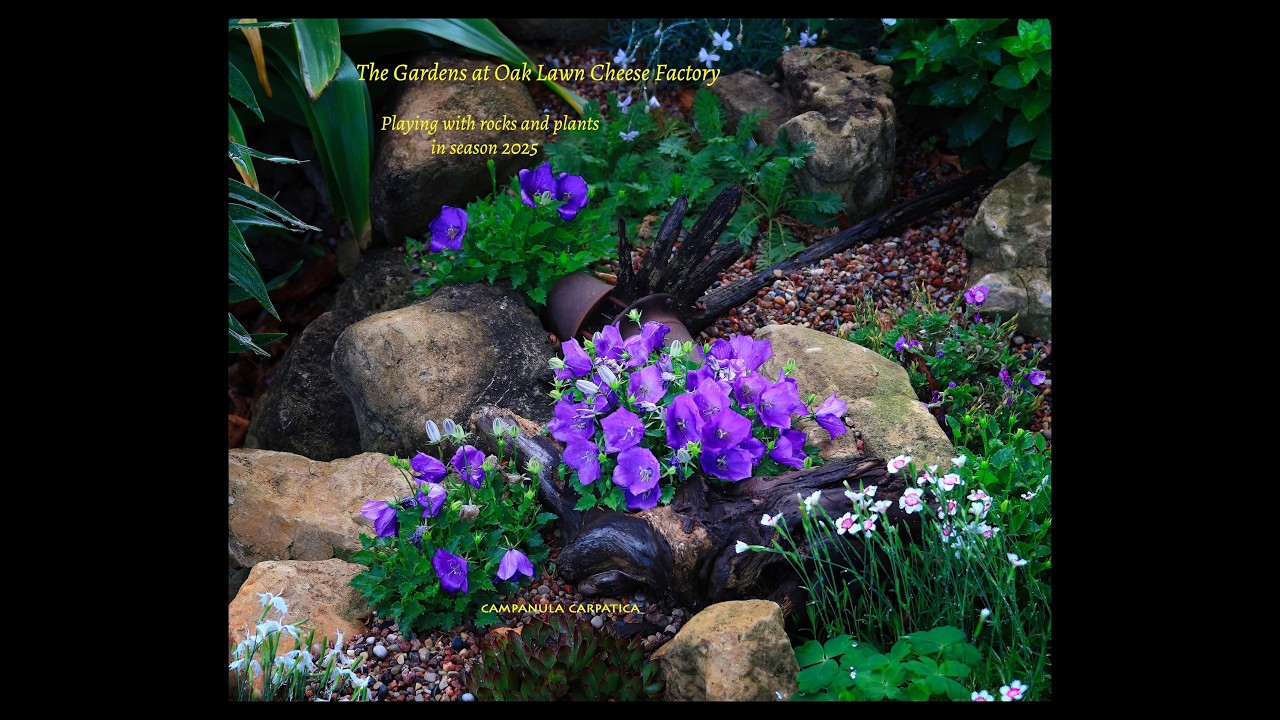 The Gardens at Oak Lawn Cheese Factory: Plants and rocks #2: season 2025