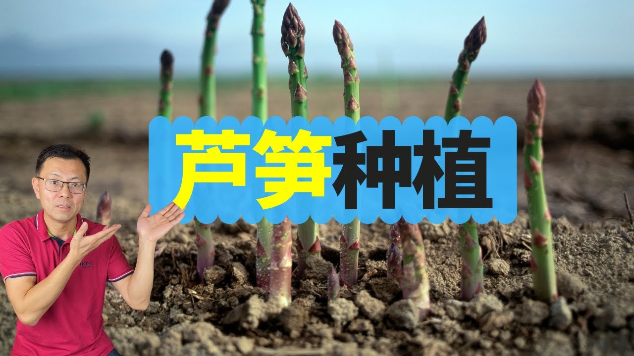 芦笋种植：第一年的芦笋什么样，第二年的芦笋什么样，一起来看看！