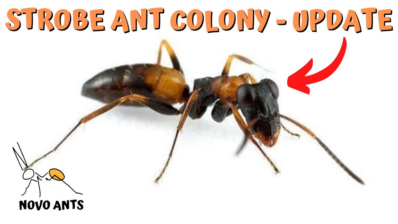 Strobe ant colony - Update - Ant Keeping