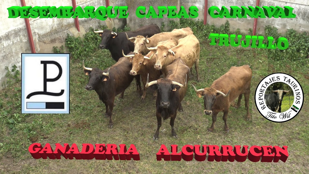 DESEMBARQUE GANADERIA ALCURRUCEN CAPEAS CARNAVAL #trujillo #ganaderias #vacas #carnaval2023