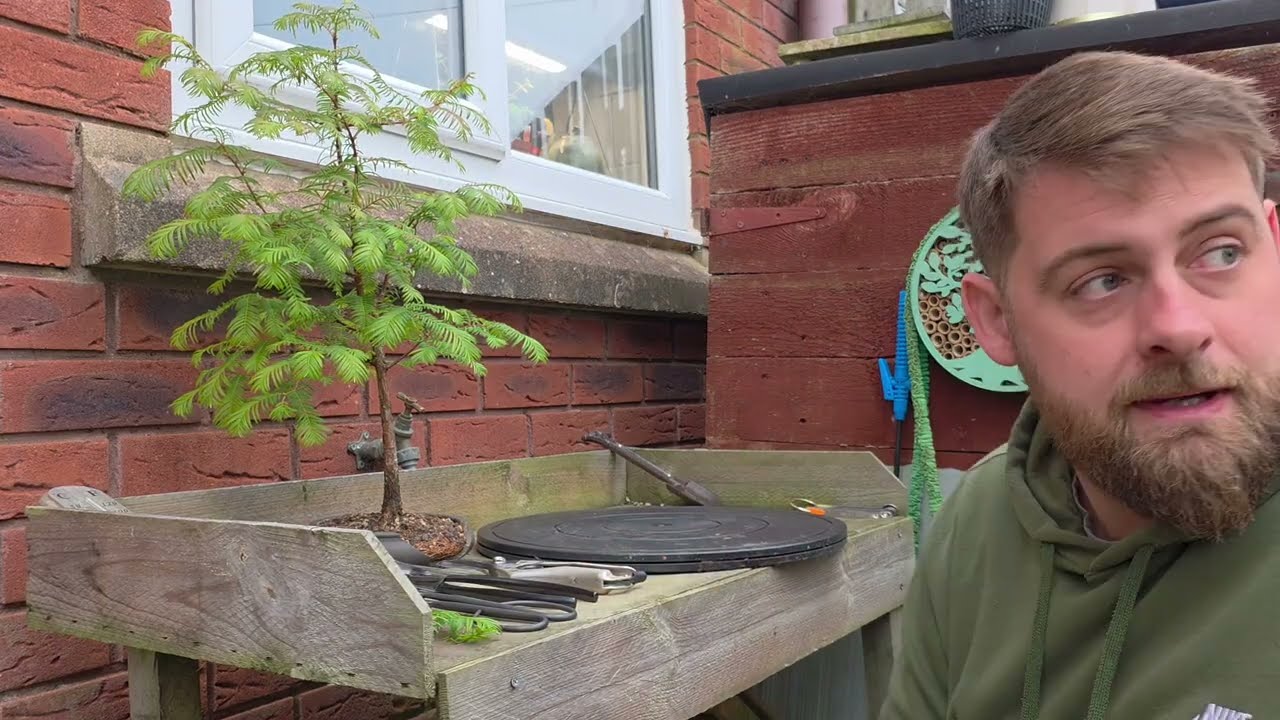 Part 1: Dawn Redwood gets Autumn Prune