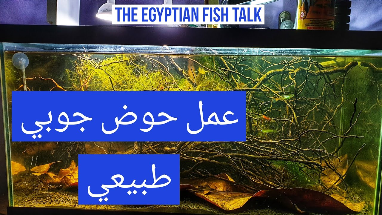 عمل حوض جوبي جميل وطبيعي