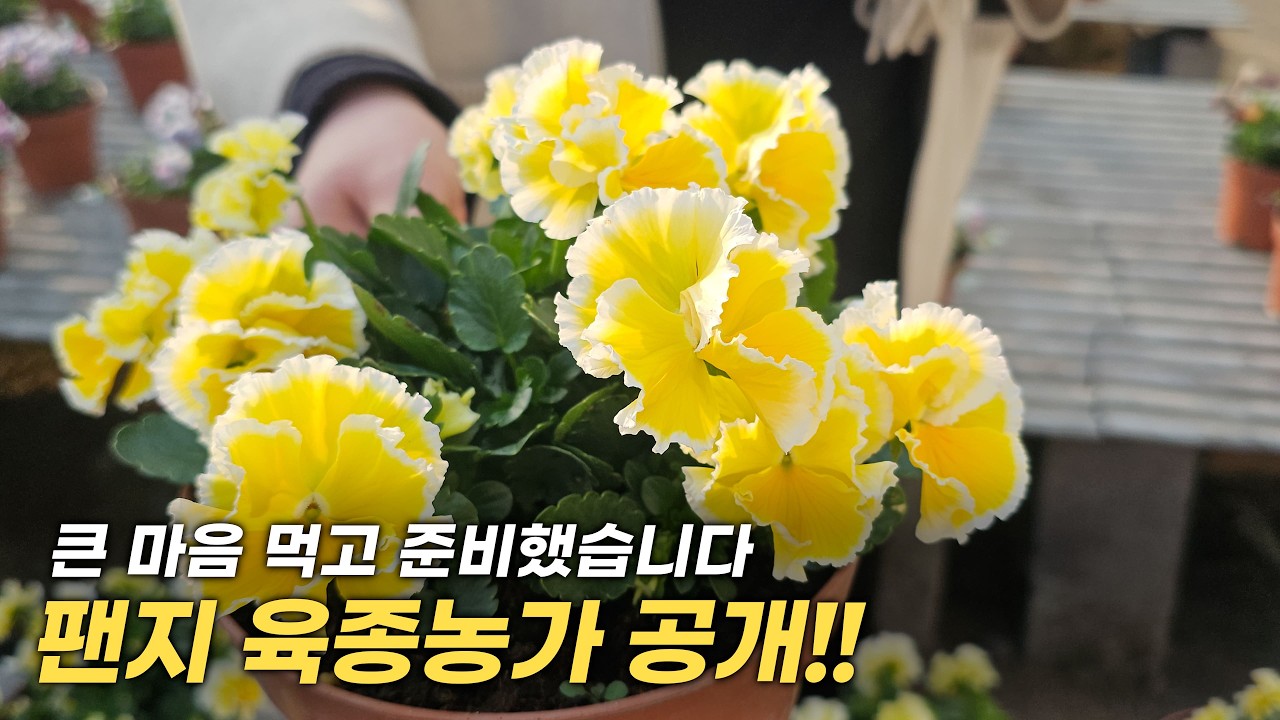 대림원예의 비밀공간👀 팬지 육종 농가를 공개합니다!