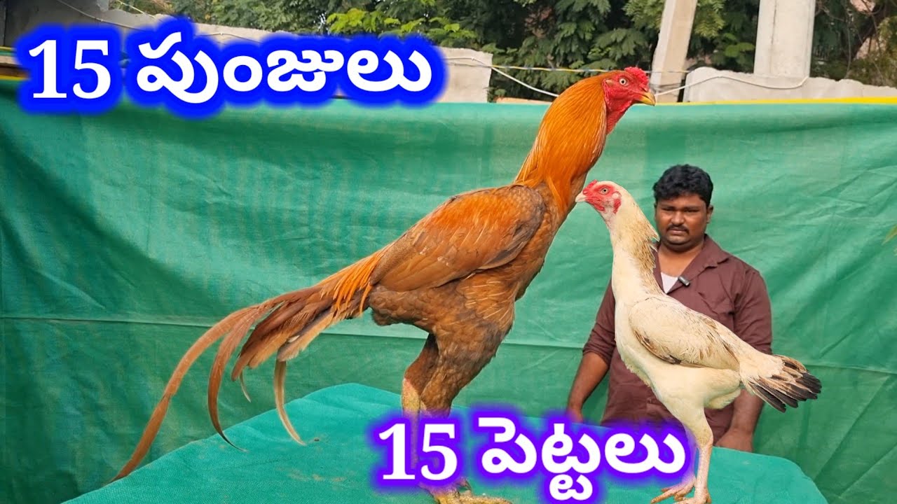 సేలం జాతి పుంజులు పెట్టలు MAJAHAR PETS Aseel murga Transport #Aseel #farming #market