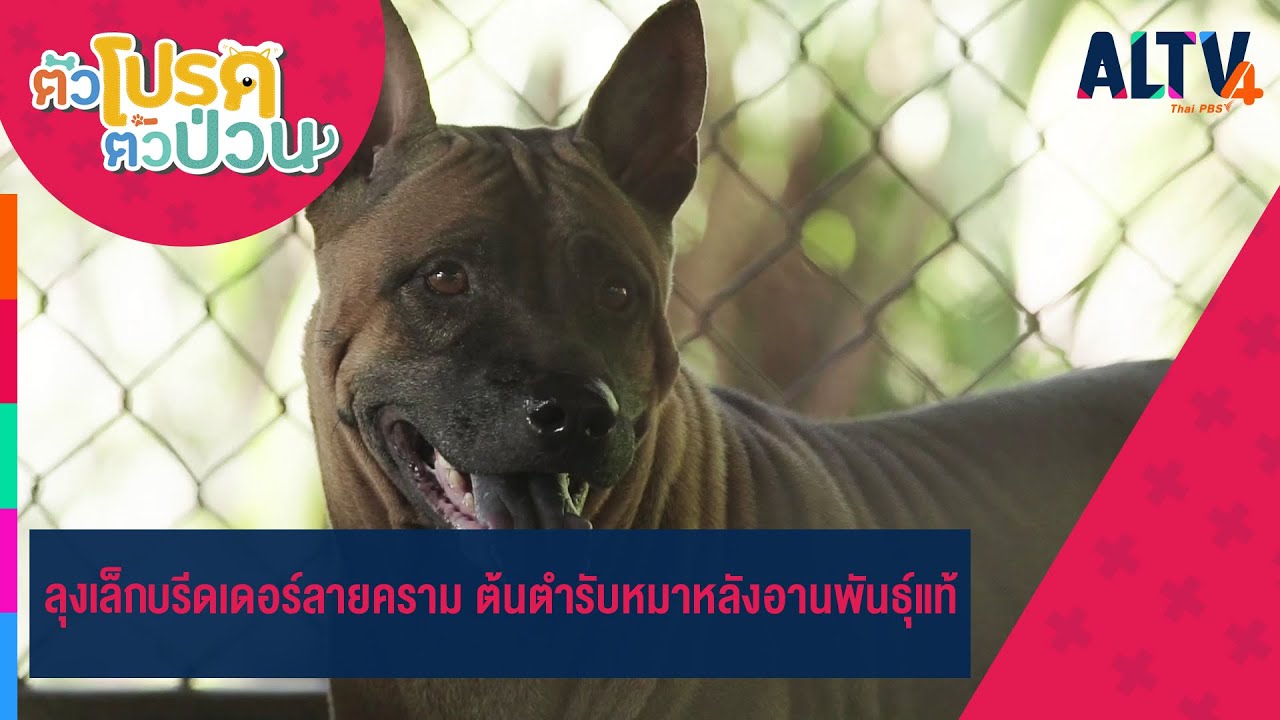 ลุงเล็ก บรีดเดอร์ลายคราม ต้นตำรับหมาหลังอานพันธุ์แท้   | ตัวโปรด ตัวป่วน (10 มิ.ย. 65)