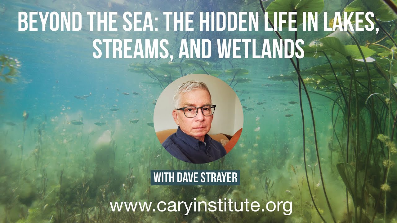 Beyond the Sea: The Hidden Life in Lakes, Streams, and Wetlands