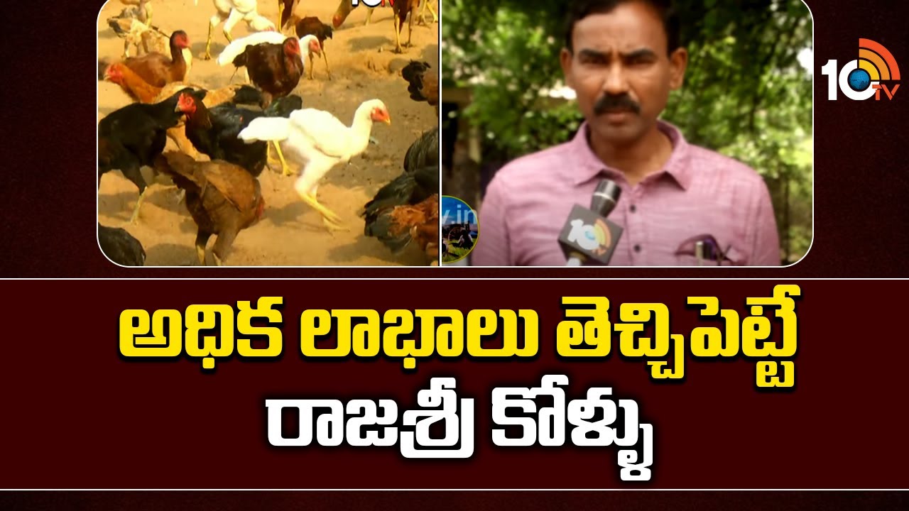 అధిక లాభాలు తెచ్చిపెట్టే రాజశ్రీ కోళ్ళు | Profits from raising Rajshri chickens | Matti Manishi