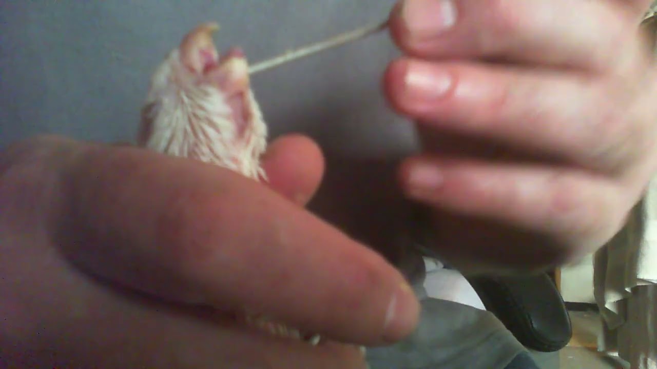 Crop feeding basics
