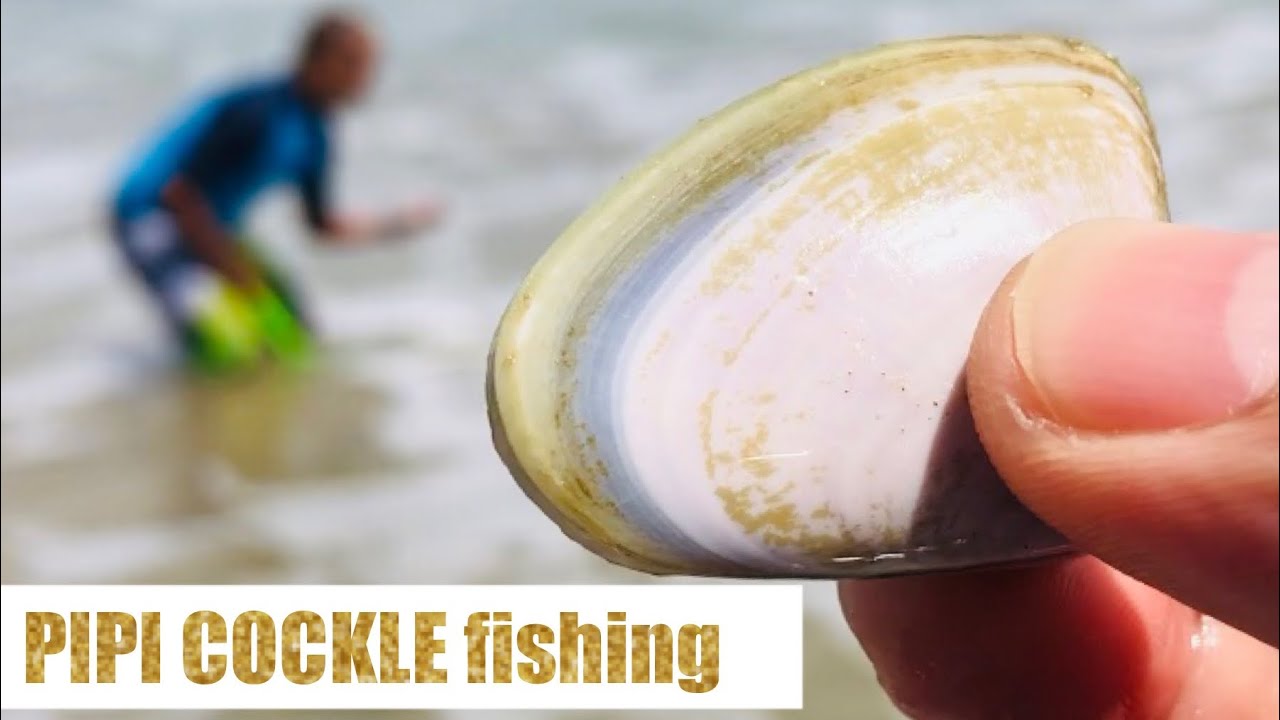 Pipi Cockle (Clam) Fishing || Goolwa, South Australia || Jc & Liza Channel