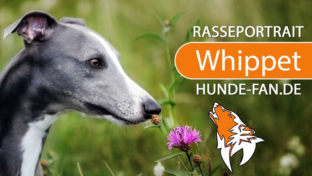 ► Whippet [2019] Rasse, Aussehen & Charakter
